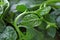 Malabar spinach up close
