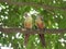 Malabar staconure pair  perching on a tree branch