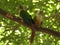 Malabar staconure pair  perching on a tree branch