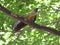 Malabar staconure pair  perching on a tree branch