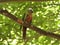 Malabar staconure pair  perching on a tree branch