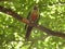 Malabar staconure pair  perching on a tree branch