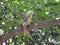 Malabar staconure pair  perching on a tree branch