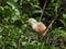 Malabar starling blyth's starling perching on a tree branch