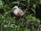 Malabar starling blyth's starling perching on a tree branch