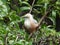 Malabar starling blyth's starling perching on a tree branch