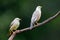 Malabar Starling or Blyth\\\'s Starling at Thattekad, Kerala, India