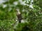 Malabar starling closeup shot in natural habitat