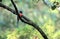 The Malabar trogon - Harpactes fasciatus