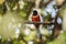 Malabar Trogon, Harpactes fasciatus, Goa, India