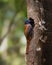 Malabar Trogon at nest hole