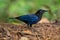 Malabar Whistling Thrush