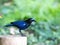 Malabar whistling thrush bird