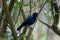 Malabar whistling thrush Myophonus horsfieldii observed in Munnar