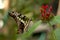 Malachite Butterfly