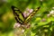 Malachite Butterfly Close Up in Garden