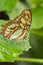 Malachite Butterfly on green plants