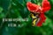 Malachite butterfly on Hibiscus flower Religious Quote - Ecclesiastes 3:11