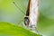 Malachite butterfly. Insect in a detailed close-up.