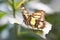 Malachite butterfly. Insect in a detailed close-up.