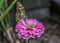 Malachite Butterfly Resting on a Pink Flower