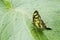 Malachite butterfly Siproeta stelenes on a big green leaf