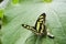 Malachite butterfly Siproeta stelenes on a big green leaf
