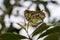 Malachite butterfly, Siproeta stelenes is a neotropical brush-footed butterfly