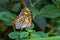 Malachite butterfly, Siproeta stelenes is a neotropical brush-footed butterfly