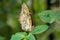 Malachite butterfly, Siproeta stelenes is a neotropical brush-footed butterfly