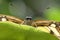 Malachite butterfly Siproeta stelenes sits behind a leaf and l