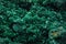 Malachite green macro