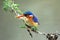 Malachite Kingfisher