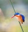 Malachite Kingfisher