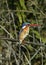 Malachite Kingfisher