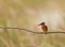 A Malachite KIngfisher