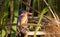 Malachite Kingfisher