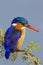 Malachite Kingfisher