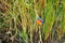 Malachite Kingfisher (Alcedo cristata)