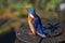 Malachite Kingfisher Bird