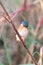 Malachite kingfisher with colorful background