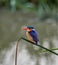 The malachite kingfisher Corythornis cristatus sitting on the reed
