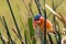 Malachite kingfisher Corythornis cristatus sitting on a reed with green background by the river Nile. Small fisherman on the