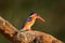 Malachite Kingfisher, detail of exotic African bird, Africa