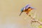 Malachite Kingfisher Diving
