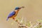 Malachite Kingfisher With Fishy Prey