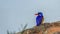 Malachite kingfisher in Kruger National park, South Africa