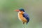 Malachite kingfisher in Kruger National Park in South Africa. Green