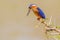 Malachite Kingfisher Looking Quizical