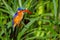 Malachite Kingfisher Perched Amongst Reeds